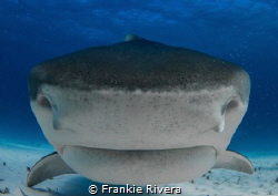 Tiger Shark Nose by Frankie Rivera 